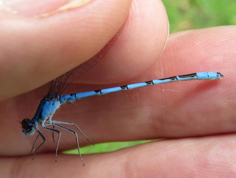 Photo of Boreal Bluet