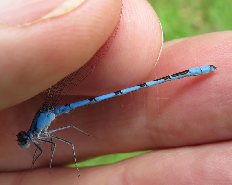 Photo of Boreal Bluet