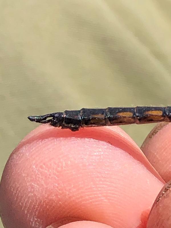 Photo of Common Baskettail