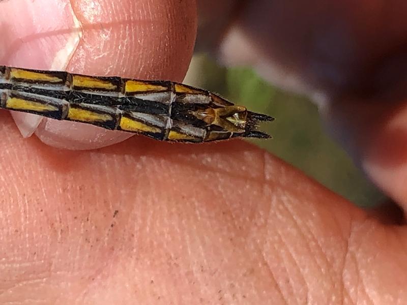 Photo of Common Baskettail