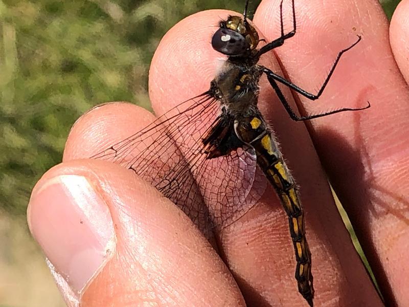 Photo of Common Baskettail