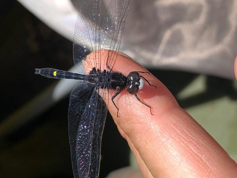 Photo of Dot-tailed Whiteface