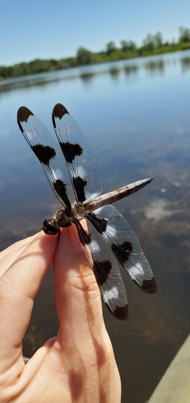 Photo of Twelve-spotted Skimmer