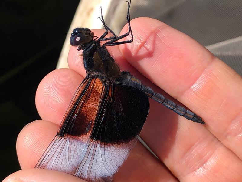 Photo of Widow Skimmer