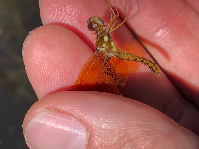 Photo of Eastern Amberwing