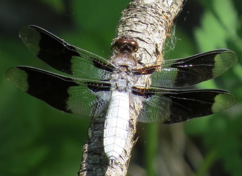 Photo of Common Whitetail