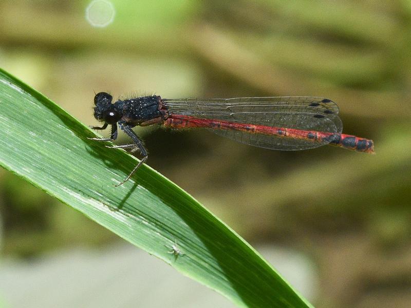 Photo of Western Red Damsel