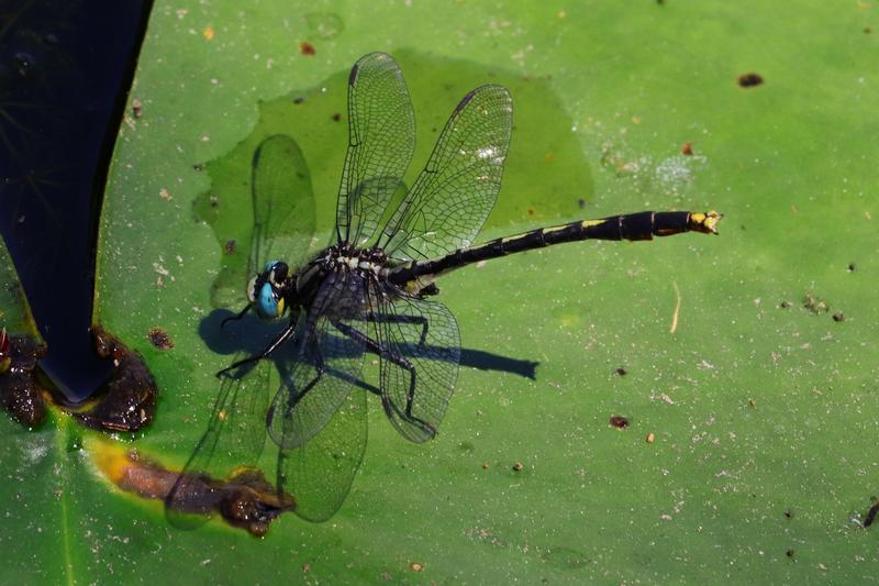 Photo of Lilypad Clubtail