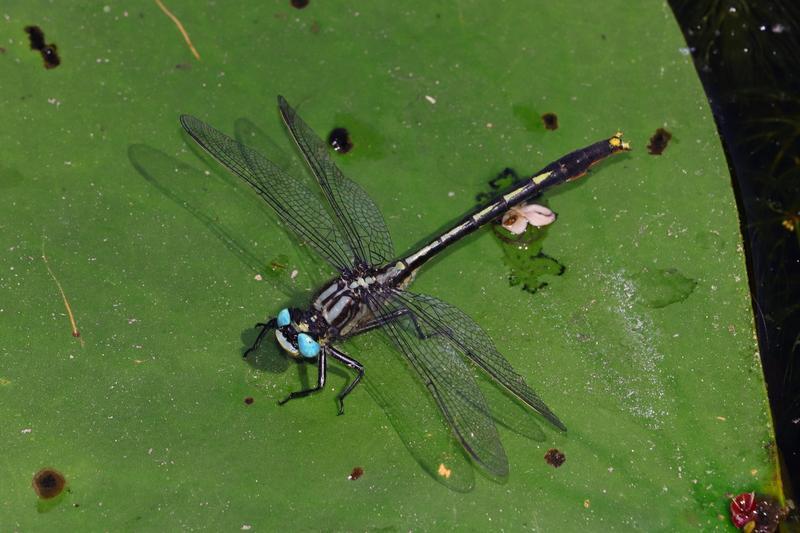 Photo of Lilypad Clubtail