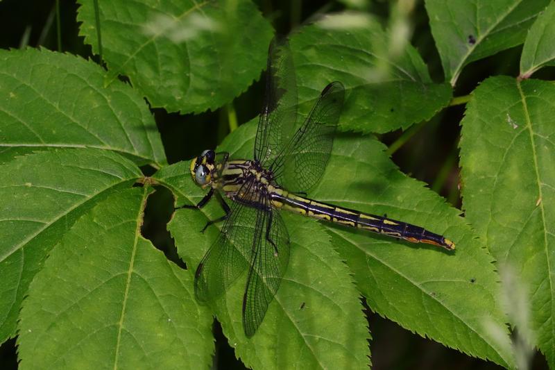 Photo of Lilypad Clubtail