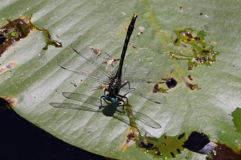 Photo of Lilypad Clubtail