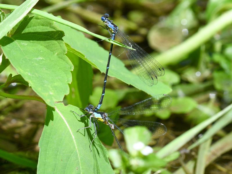 Photo of Aurora Damsel