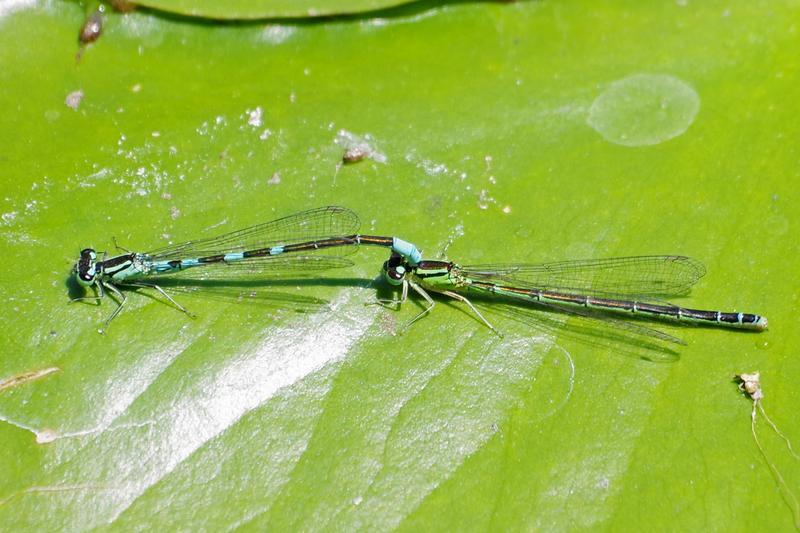 Photo of Taiga Bluet