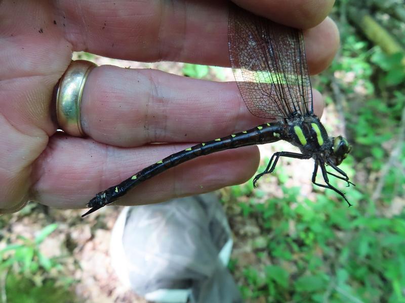 Photo of Twin-spotted Spiketail