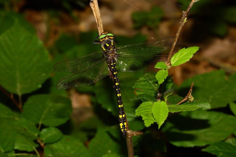 Photo of Twin-spotted Spiketail