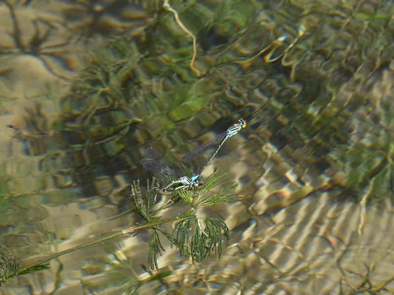 Photo of Rainbow Bluet