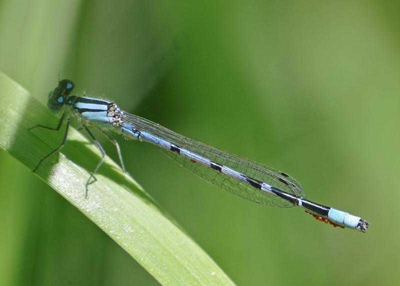 Photo of Marsh Bluet