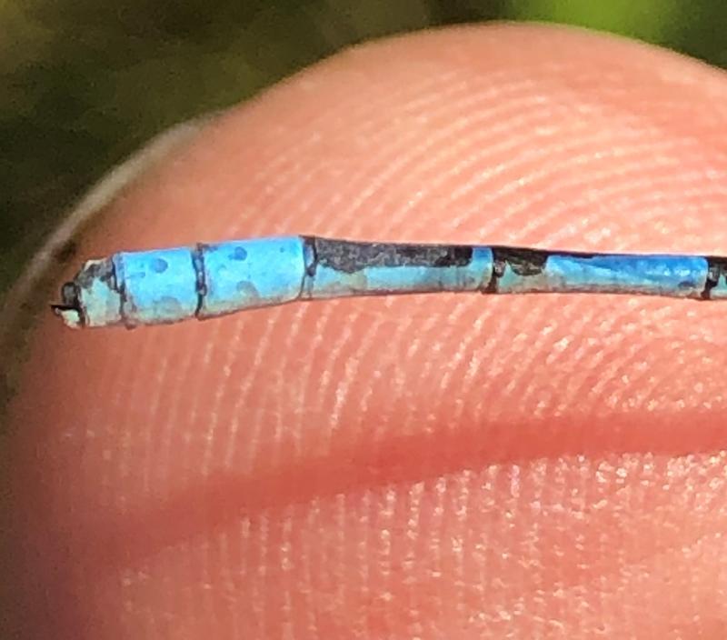 Photo of Boreal Bluet