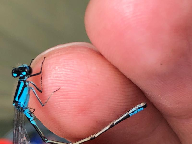 Photo of Skimming Bluet