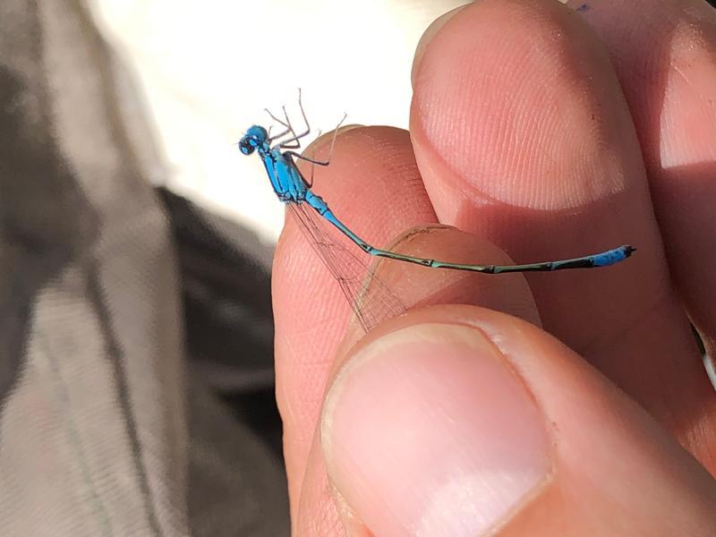 Photo of Slender Bluet