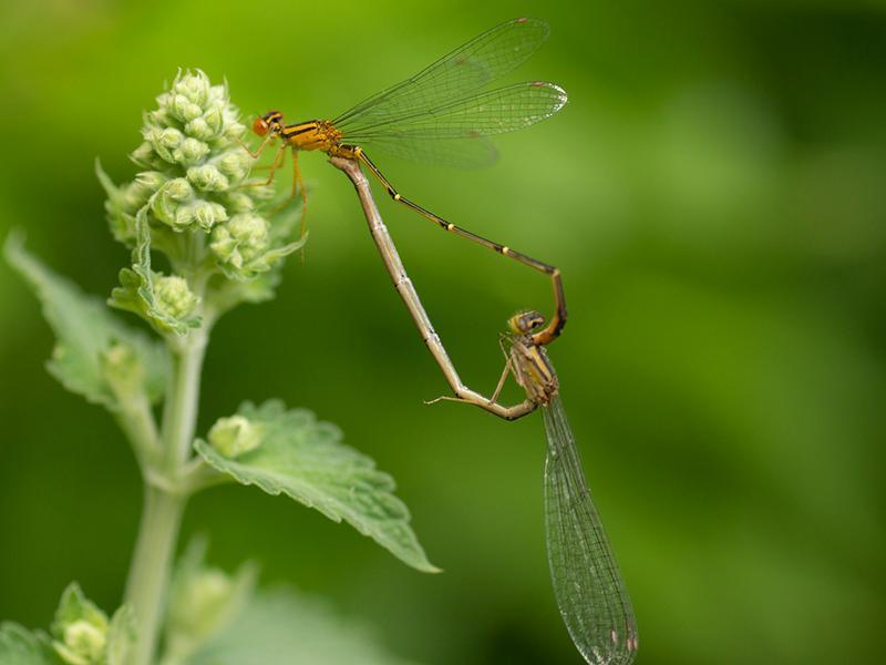 Photo of Orange Bluet