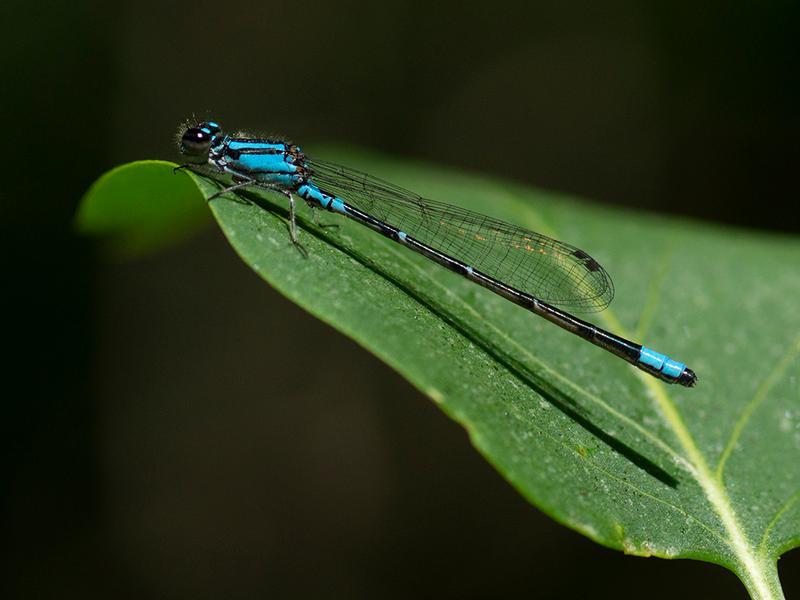 Photo of Skimming Bluet