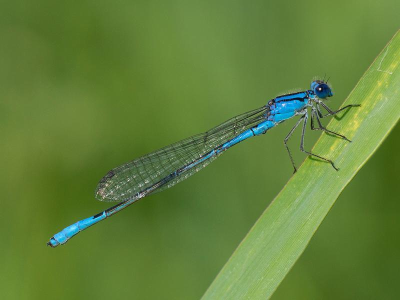 Photo of Azure Bluet