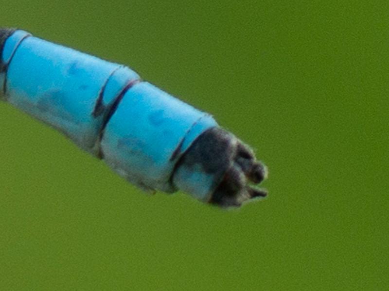 Photo of Boreal Bluet