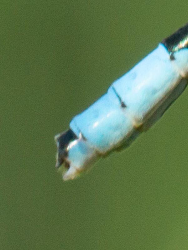 Photo of Hagen's Bluet