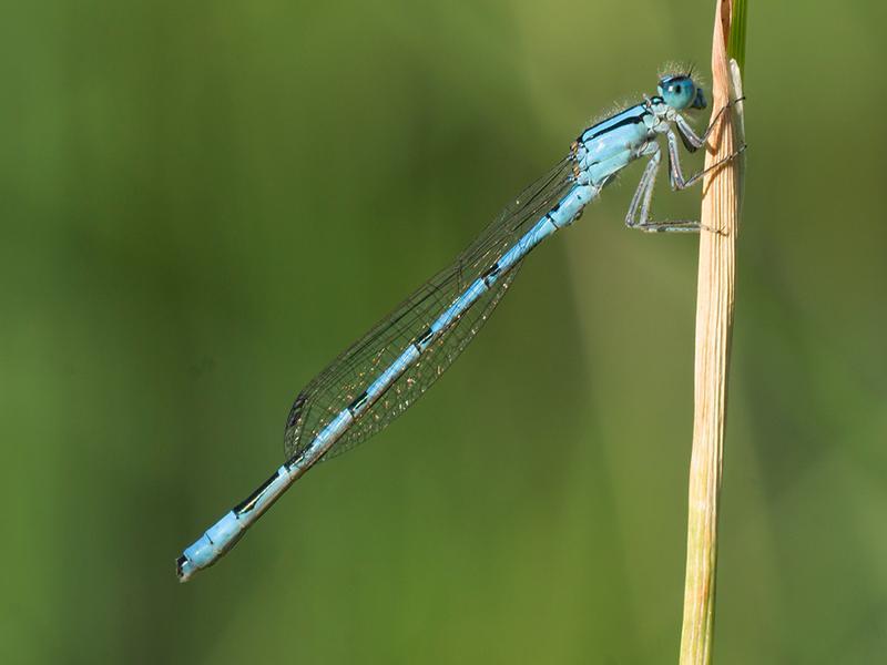 Photo of Hagen's Bluet