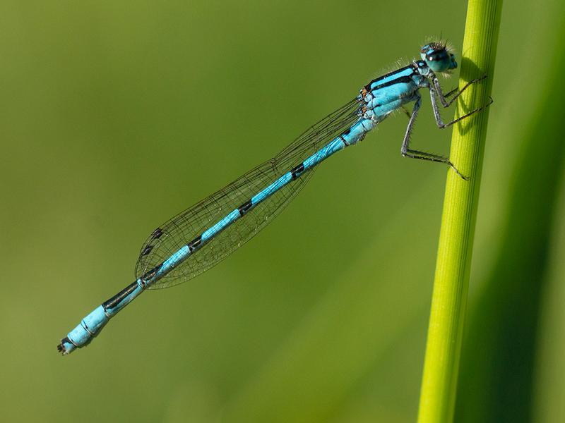 Photo of Marsh Bluet