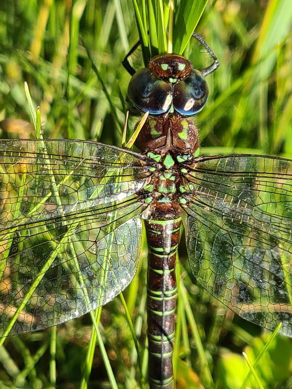 Photo of Swamp Darner