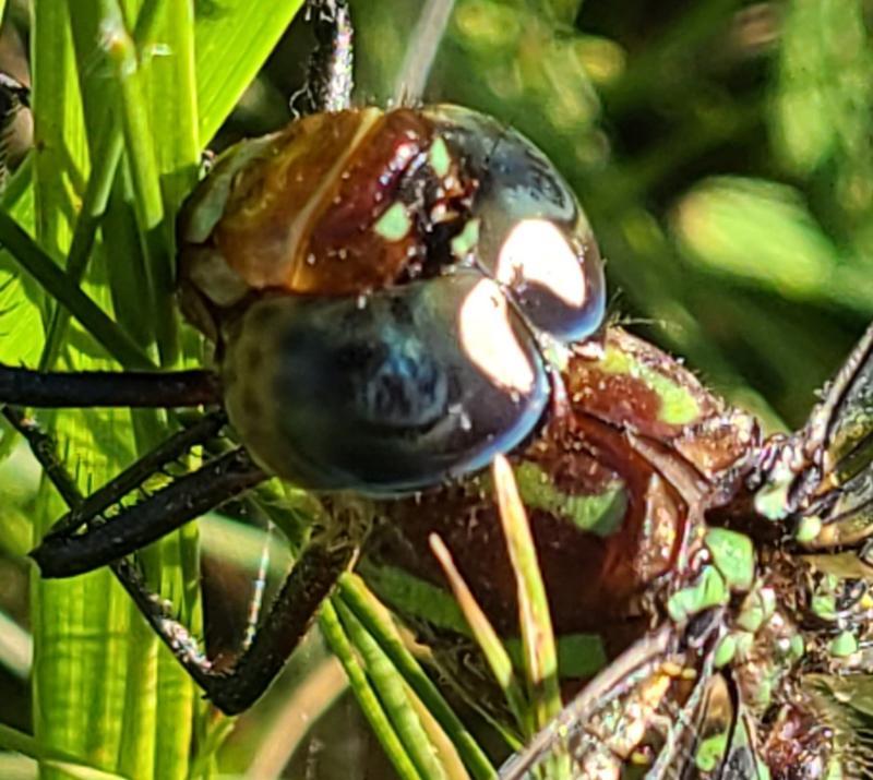 Photo of Swamp Darner