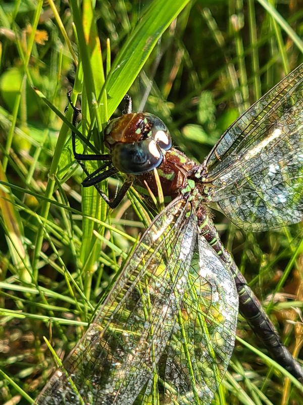 Photo of Swamp Darner