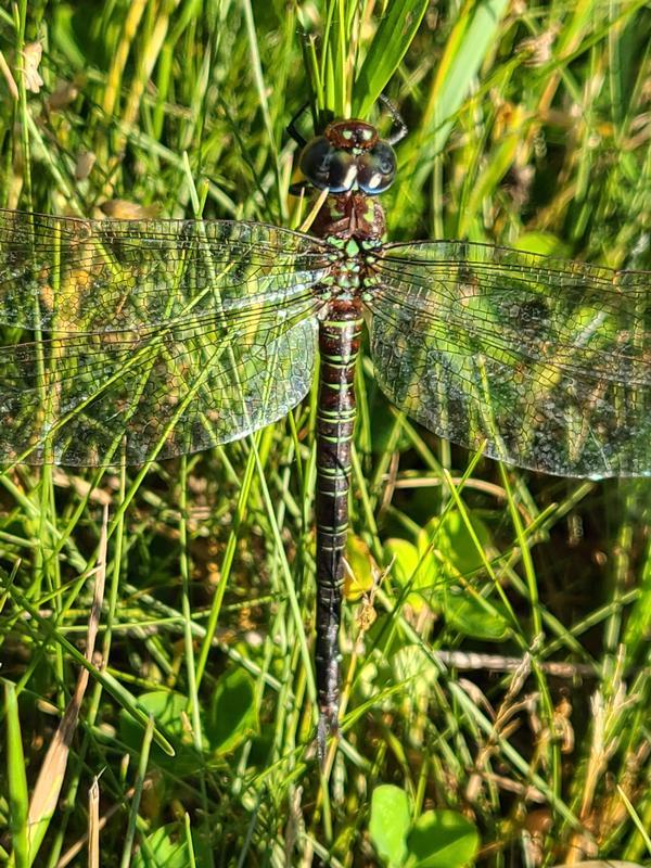 Photo of Swamp Darner