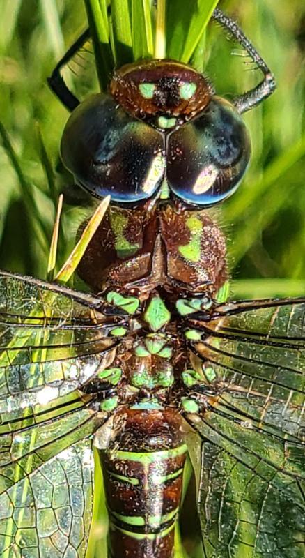 Photo of Swamp Darner