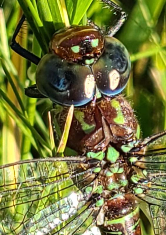 Photo of Swamp Darner