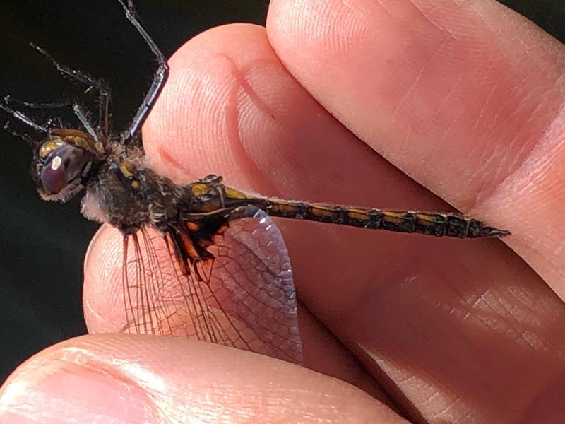 Photo of Common Baskettail