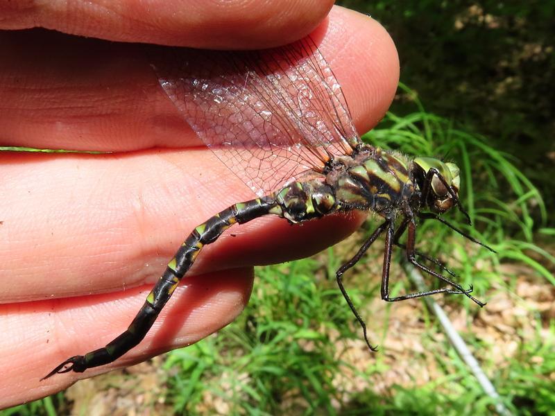 Photo of Harlequin Darner