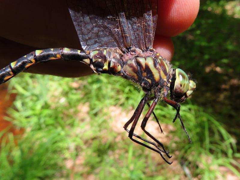 Photo of Harlequin Darner