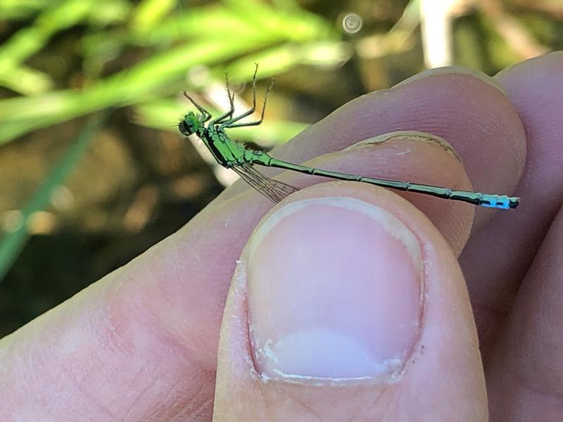 Photo of Eastern Forktail