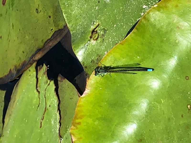 Photo of Eastern Forktail