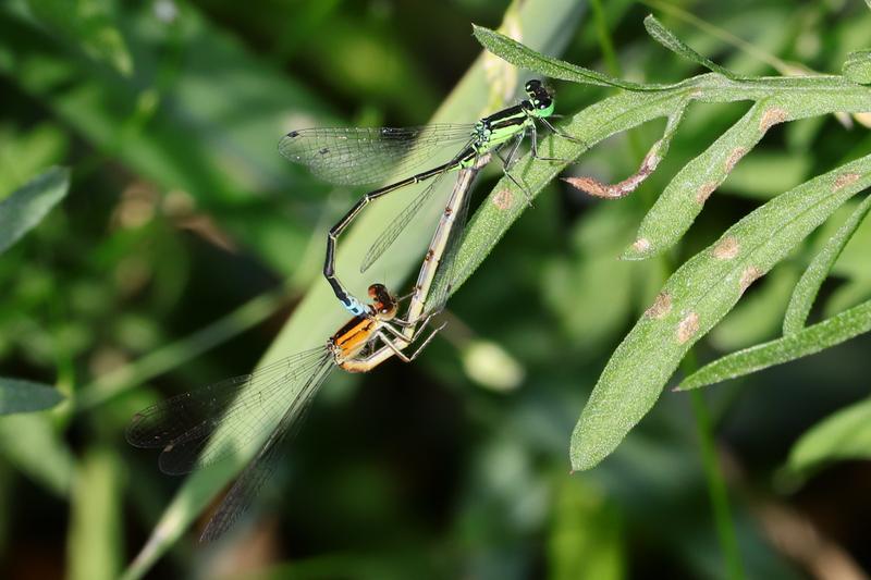 Photo of Eastern Forktail
