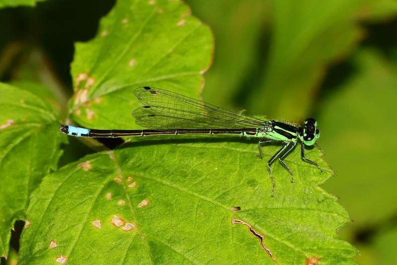 Photo of Eastern Forktail