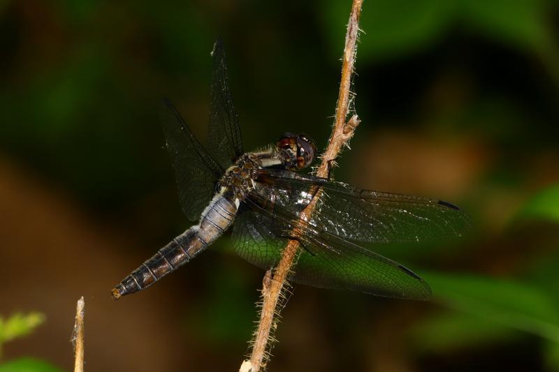 Photo of Chalk-fronted Corporal