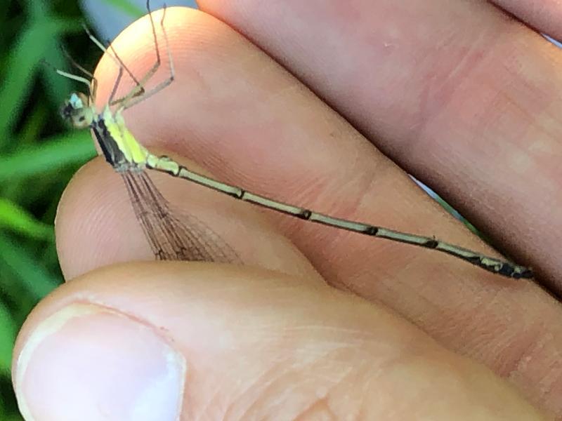 Photo of Slender Spreadwing