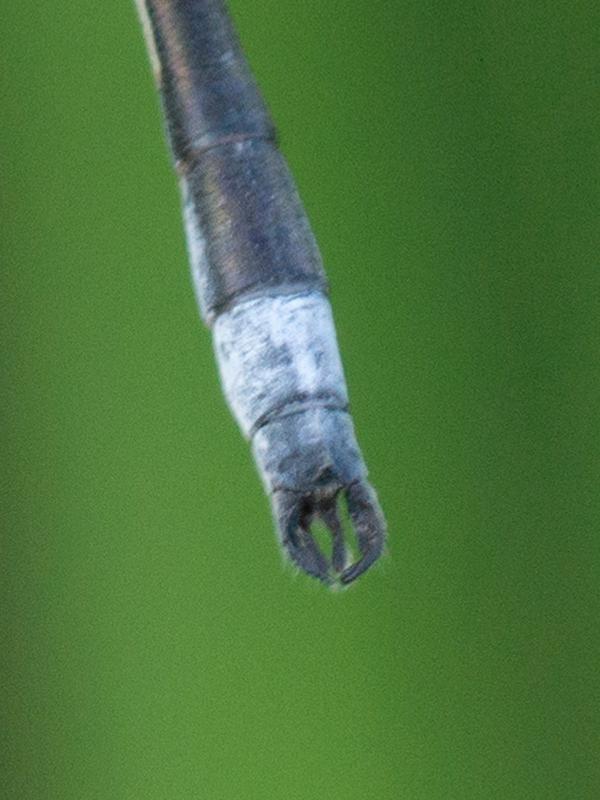 Photo of Southern Spreadwing