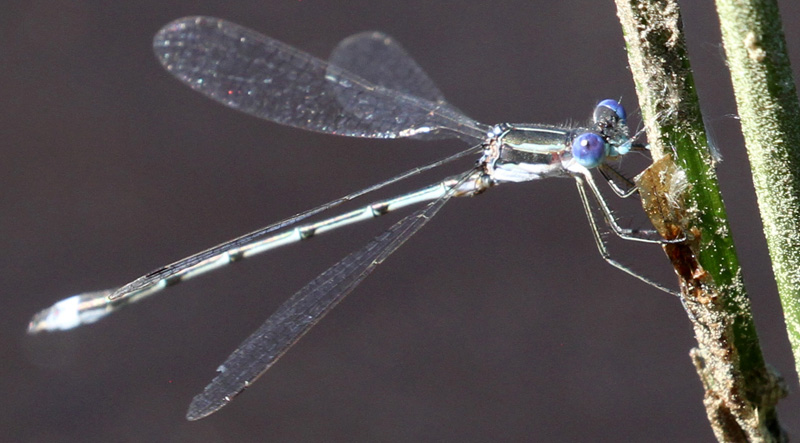 Photo of Southern Spreadwing