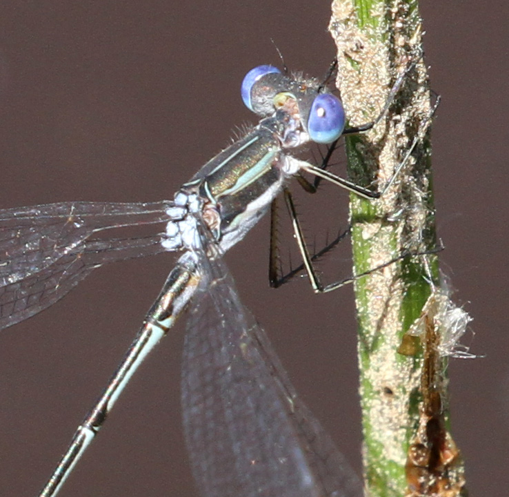 Photo of Southern Spreadwing