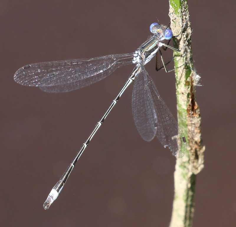 Photo of Southern Spreadwing